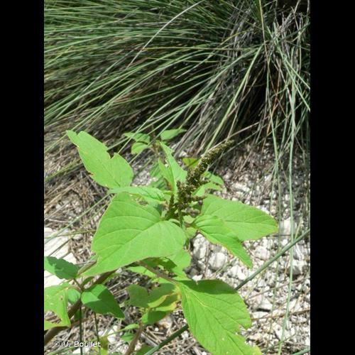 <i>Amaranthus viridis</i> L., 1763 © V. Boullet