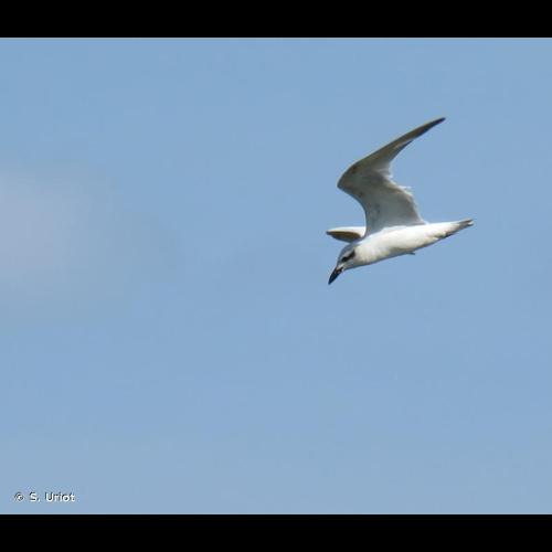 <i>Gelochelidon nilotica</i> (Gmelin, 1789) © S. Uriot