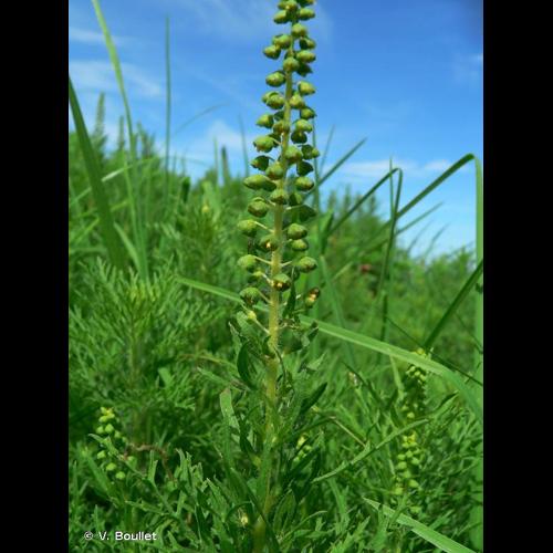 <i>Ambrosia tenuifolia</i> Spreng., 1826 &copy; V. Boullet