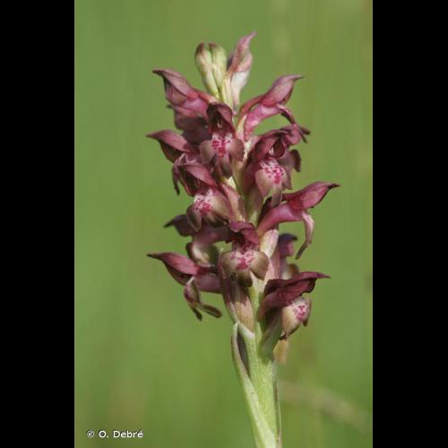 <i>Anacamptis coriophora</i> (L.) R.M.Bateman, Pridgeon & M.W.Chase, 1997 © O. Debré