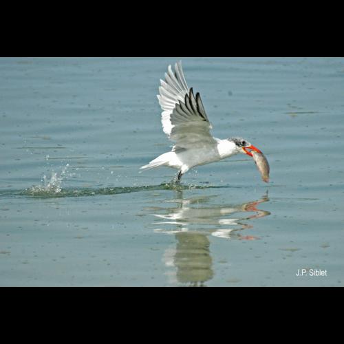 <i>Hydroprogne caspia</i> (Pallas, 1770) © J.P. Siblet