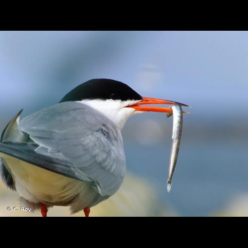 <i>Sterna hirundo</i> Linnaeus, 1758 © C. Roy