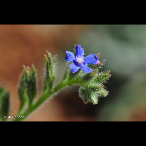 <i>Anchusa azurea</i> Mill., 1768 © R. Poncet