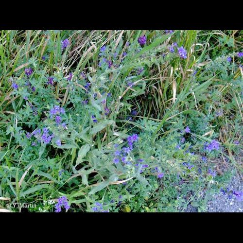 <i>Anchusa officinalis</i> L., 1753 © NULL