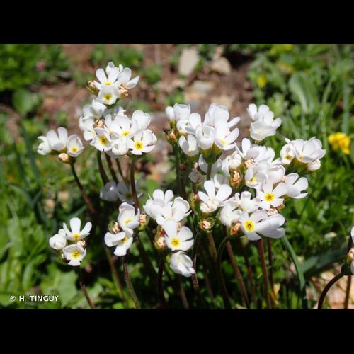 <i>Androsace adfinis</i> Biroli, 1820 © H. TINGUY