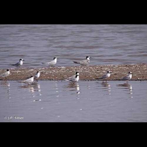 <i>Sternula albifrons</i> (Pallas, 1764) © J.P. Siblet