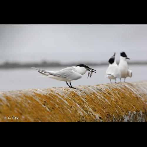 <i>Thalasseus sandvicensis</i> (Latham, 1787) &copy; C. Roy