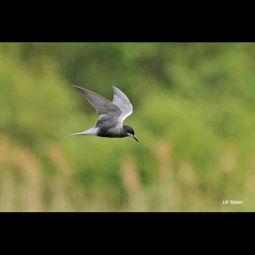 <i>Chlidonias niger</i> (Linnaeus, 1758) © J.P. Siblet