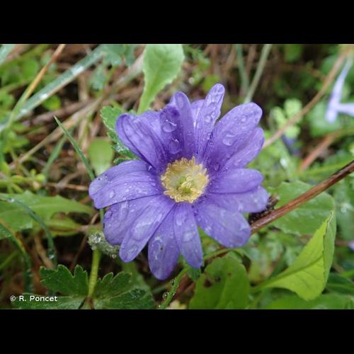 <i>Anemone apennina</i> L., 1753 © R. Poncet