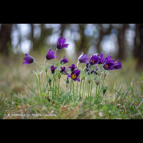<i>Pulsatilla vulgaris</i> Mill., 1768 © E. SANSAULT - ANEPE Caudalis