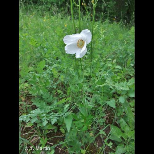 <i>Anemone sylvestris</i> L., 1753 © NULL