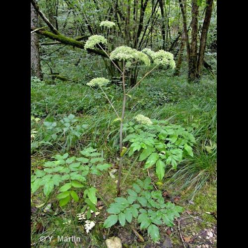 <i>Angelica sylvestris</i> L., 1753 © NULL