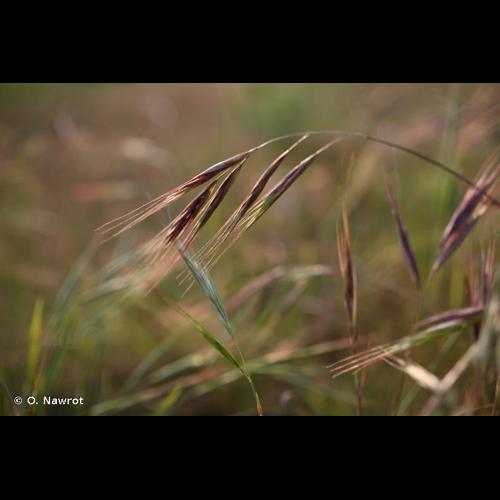 <i>Anisantha rigida</i> (Roth) Hyl., 1945 © O. Nawrot