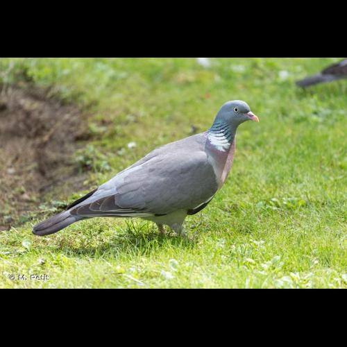 <i>Columba palumbus</i> Linnaeus, 1758 © M. Petit