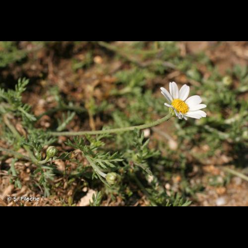 <i>Anthemis arvensis</i> L., 1753 &copy; S. Filoche