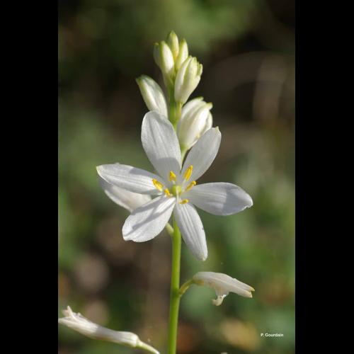 <i>Anthericum liliago</i> L., 1753 &copy; P. Gourdain