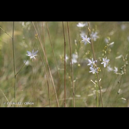 <i>Anthericum ramosum</i> L., 1753 © E. VALLEZ / CBNSA