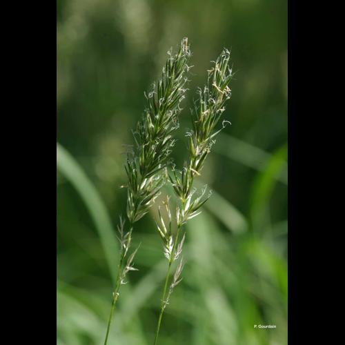 <i>Anthoxanthum odoratum</i> L., 1753 &copy; P. Gourdain