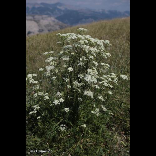 <i>Anthriscus nitida</i> (Wahlenb.) Hazsl., 1864 &copy; O. Nawrot