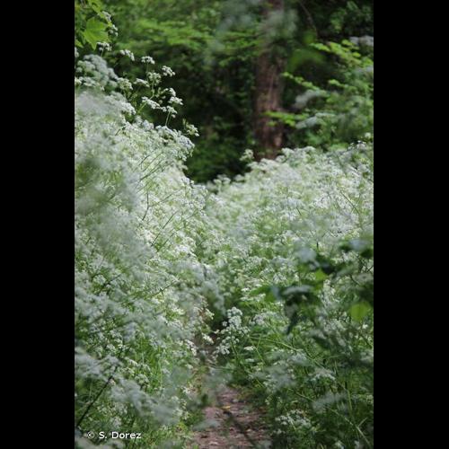 <i>Anthriscus sylvestris</i> (L.) Hoffm., 1814 &copy; S. Dorez