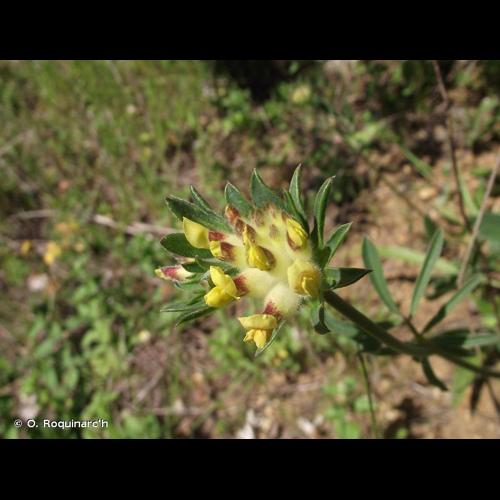 <i>Anthyllis vulneraria</i> L., 1753 © O. Roquinarc'h