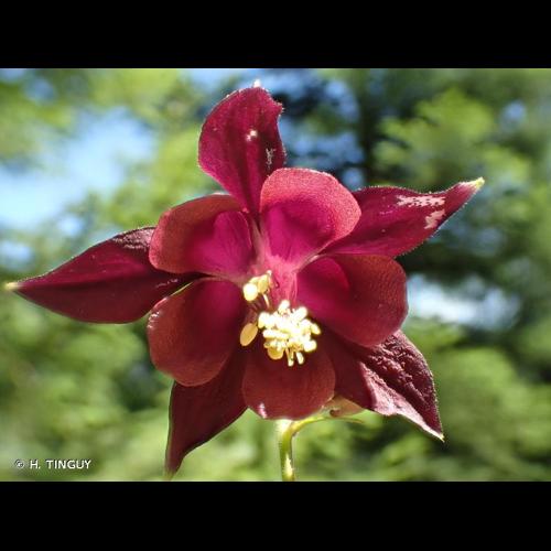 <i>Aquilegia atrata</i> W.D.J.Koch, 1830 © H. TINGUY