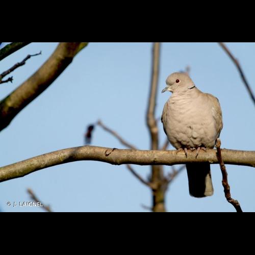 <i>Streptopelia decaocto</i> (Frivaldszky, 1838) © J. LAIGNEL