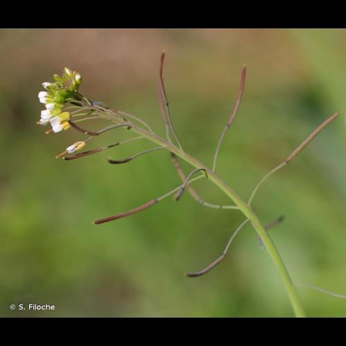 <i>Arabidopsis thaliana</i> (L.) Heynh., 1842 &copy; S. Filoche