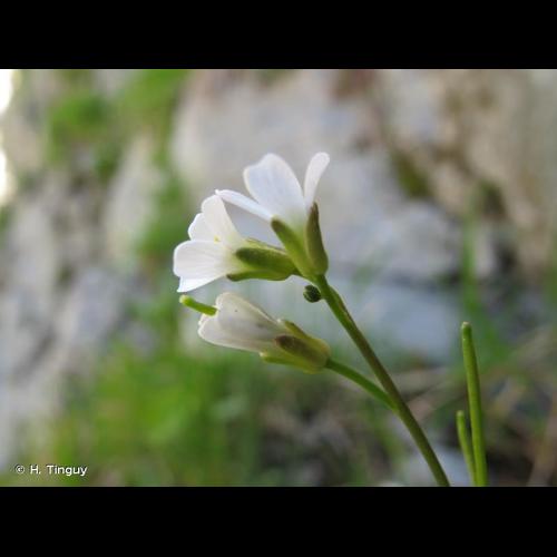 <i>Arabis collina</i> Ten., 1815 &copy; H. Tinguy