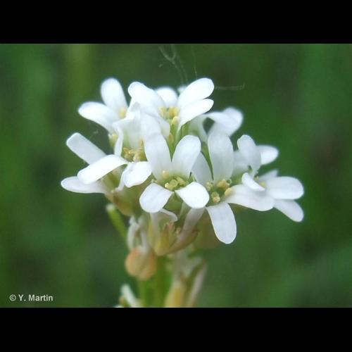 <i>Arabis hirsuta</i> (L.) Scop., 1772 © NULL