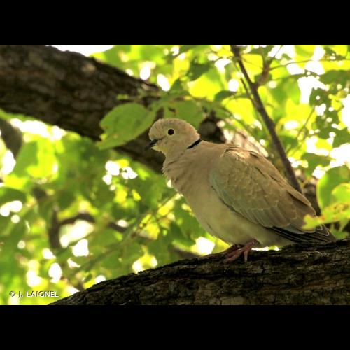 <i>Streptopelia roseogrisea</i> (Sundevall, 1857) © J. LAIGNEL