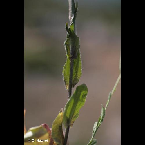 <i>Arabis sagittata</i> (Bertol.) DC., 1815 © O. Nawrot