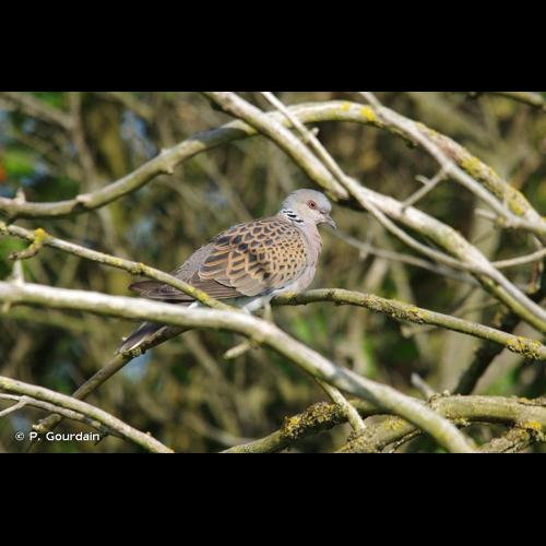 <i>Streptopelia turtur</i> (Linnaeus, 1758) &copy; P. Gourdain