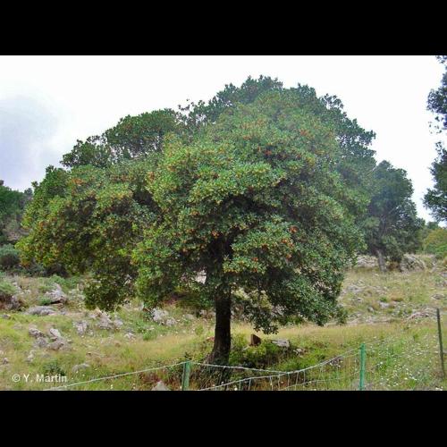 <i>Arbutus unedo</i> L., 1753 © NULL