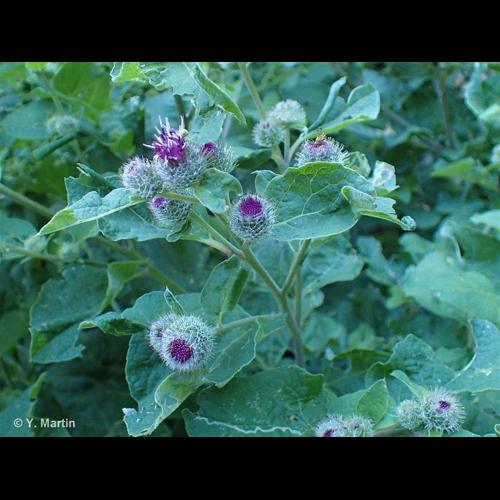 <i>Arctium tomentosum</i> Mill., 1768 © NULL