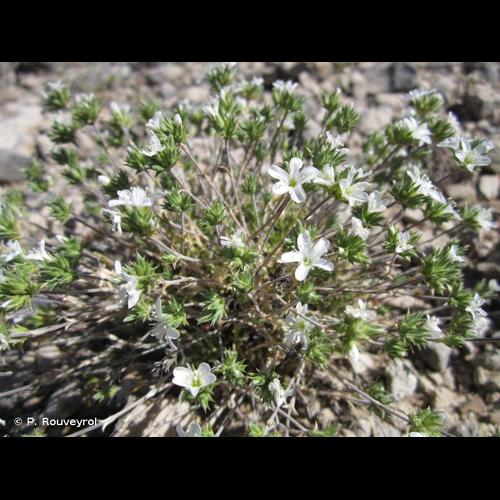 <i>Arenaria aggregata</i> (L.) Loisel., 1827 © P. Rouveyrol