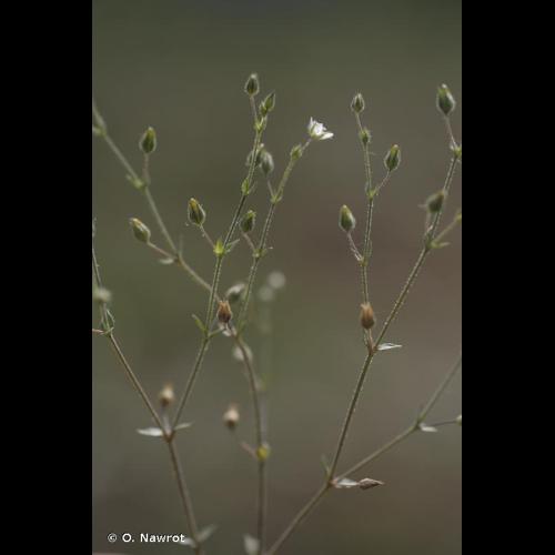 <i>Arenaria leptoclados</i> (Rchb.) Guss., 1844 © O. Nawrot