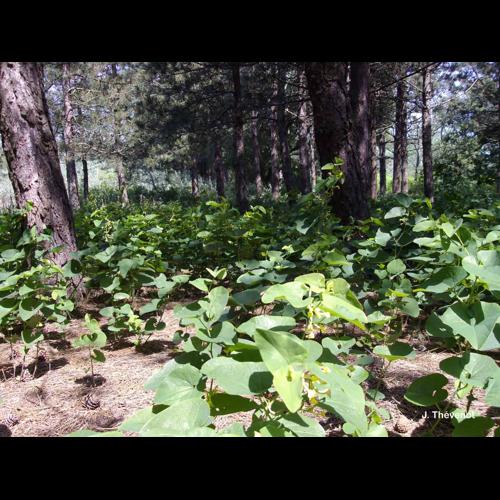 <i>Aristolochia clematitis</i> L., 1753 © J. Thévenot