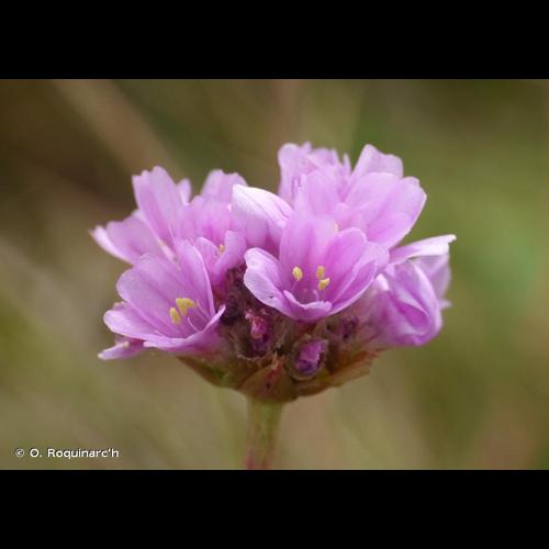 <i>Armeria maritima</i> (Mill.) Willd., 1809 © O. Roquinarc'h