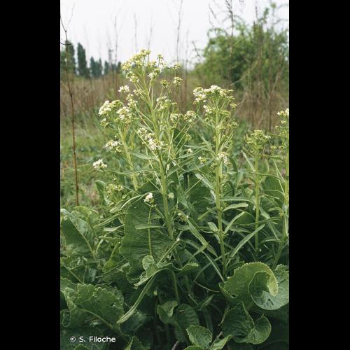 <i>Armoracia rusticana</i> G.Gaertn., B.Mey. & Scherb., 1800 &copy; S. Filoche