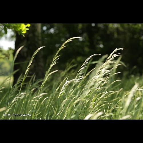 <i>Arrhenatherum elatius</i> (L.) P.Beauv. ex J.Presl & C.Presl, 1819 © O. Roquinarc'h