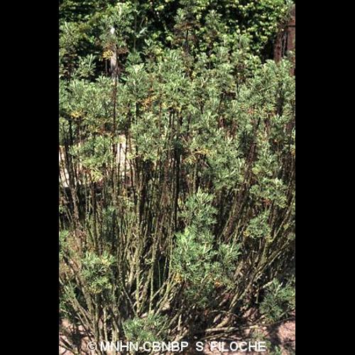 <i>Artemisia abrotanum</i> L., 1753 © MNHN-CBNBP S. Filoche