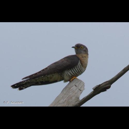 <i>Cuculus canorus</i> Linnaeus, 1758 © P. Gourdain