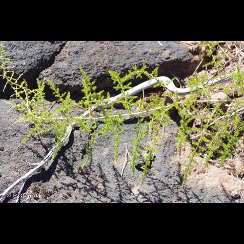 <i>Asparagus acutifolius</i> L., 1753 © P. Gourdain