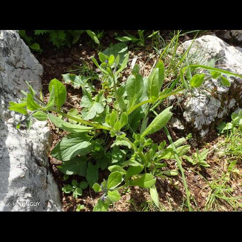 <i>Asperugo procumbens</i> L., 1753 © H. TINGUY