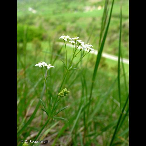 <i>Asperula cynanchica</i> L., 1753 © O. Roquinarc'h