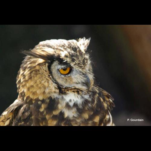 <i>Bubo bubo</i> (Linnaeus, 1758) © P. Gourdain