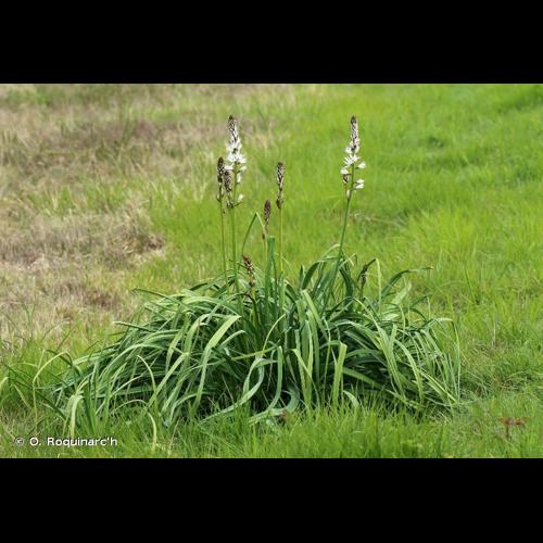 <i>Asphodelus albus</i> Mill., 1768 &copy; O. Roquinarc'h