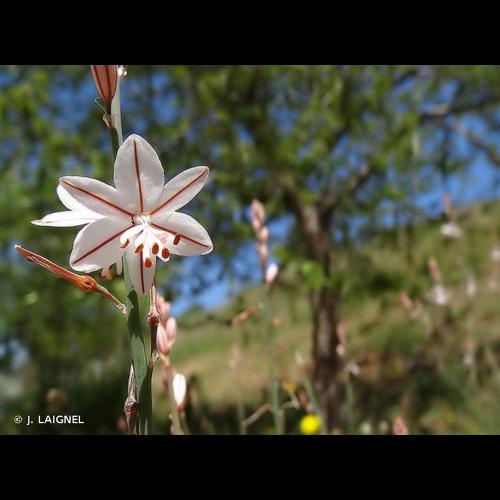 <i>Asphodelus fistulosus</i> L., 1753 © J. LAIGNEL