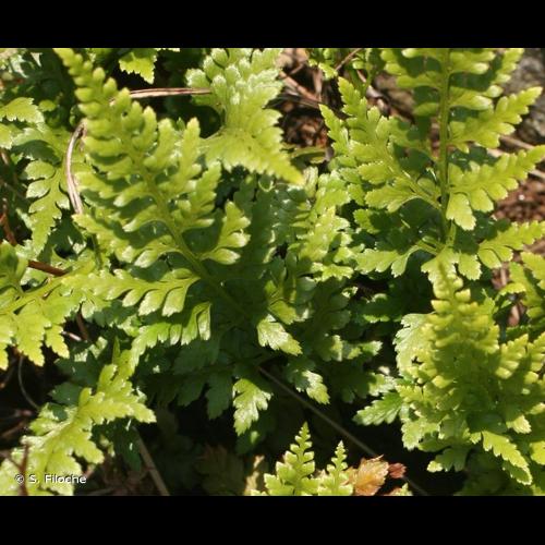 <i>Asplenium adiantum-nigrum</i> L., 1753 &copy; S. Filoche